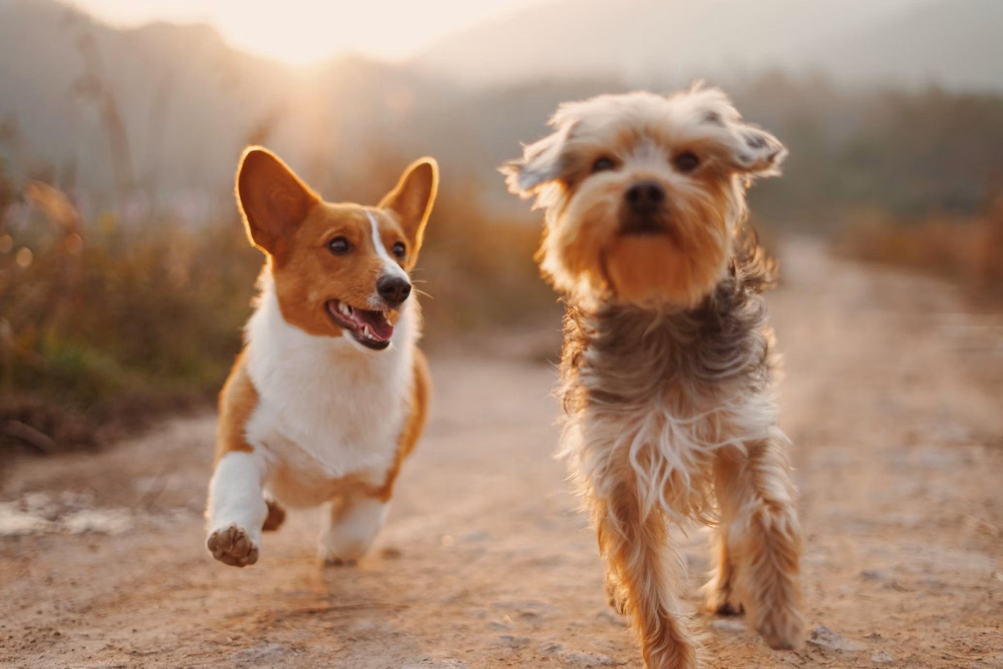 Deux chiens courant ensemble dans la lumière