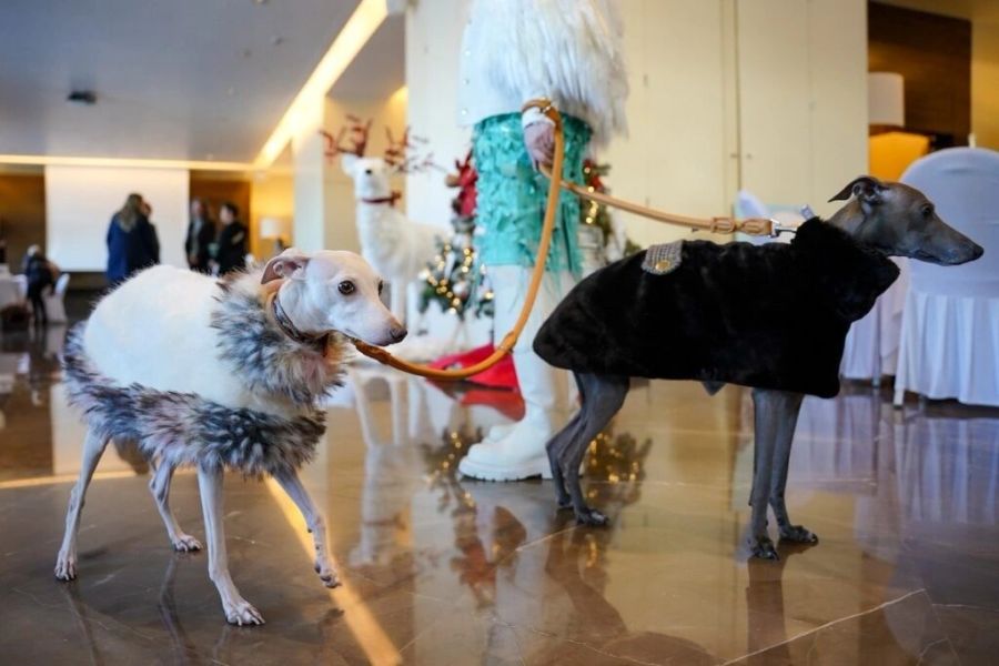 Noël des animaux 2023 - photo 2